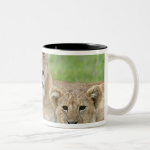 Löwin und zwei Junge, Ostafrika, Tansania, Zweifarbige Tasse