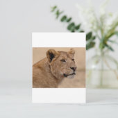 Löwinhauptnahaufnahme Postkarte (Stehend Vorderseite)