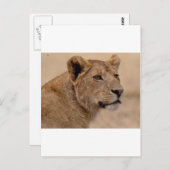 Löwinhauptnahaufnahme Postkarte (Vorne/Hinten)