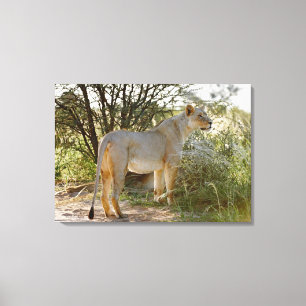 Löwinlöwe, Panthera Löwe, Kgalagadi Leinwanddruck
