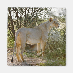 Löwinlöwe, Panthera Löwe, Kgalagadi Magnet