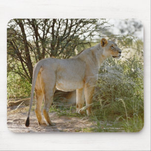 Löwinlöwe, Panthera Löwe, Kgalagadi Mousepad