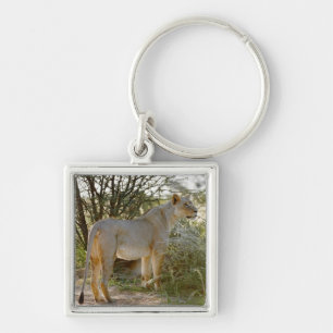 Löwinlöwe, Panthera Löwe, Kgalagadi Schlüsselanhänger