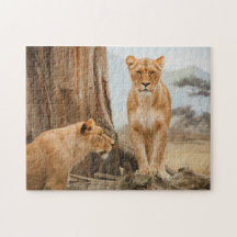 Löwinnen, die bei toten Bäumen spazieren