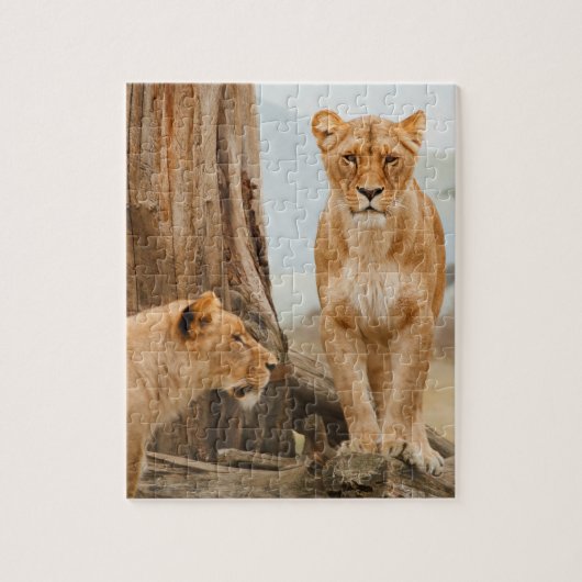 Löwinnen, die bei toten Bäumen spazieren Puzzle (Vertikal)