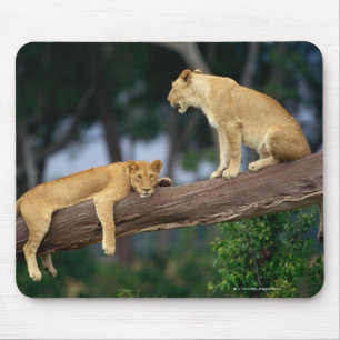 Löwinnen in einem Baum Mousepad
