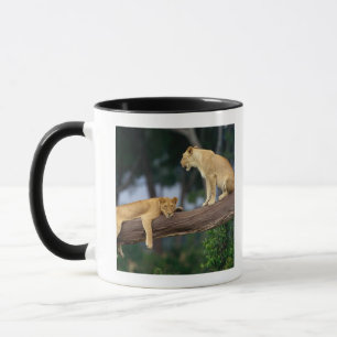 Löwinnen in einem Baum Tasse
