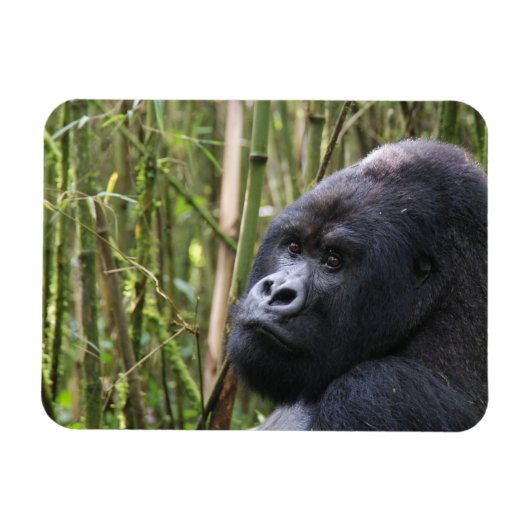 Lowland Gorilla Flexible Magnet (Horizontal)