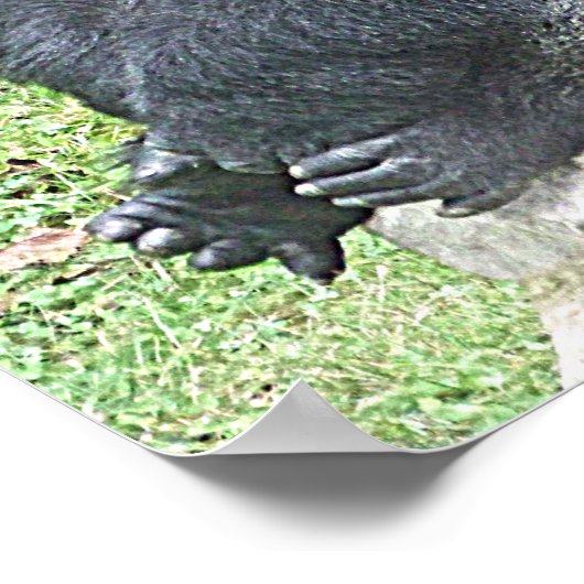 Lowland Gorilla in Sitting Pose Poster (Ecke)