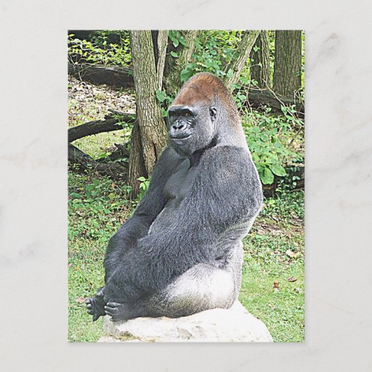 Lowland Gorilla in Sitting Pose Postkarte (Vorderseite)