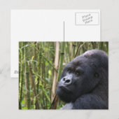 Lowland Gorilla Postcard Postkarte (Vorne/Hinten)