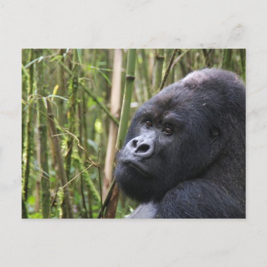 Lowland Gorilla Postcard Postkarte (Vorderseite)