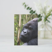 Lowland Gorilla Postcard Postkarte (Stehend Vorderseite)