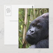 Lowland Gorilla Postcard Postkarte (Vorne/Hinten)