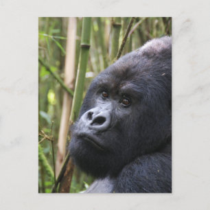 Lowland Gorilla Postcard Postkarte