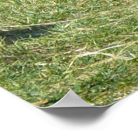 Lowland Gorilla Poster (Ecke)