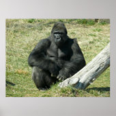 Lowland Gorilla Poster (Vorne)