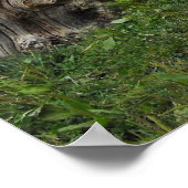 Lowland Gorilla Silverback Männchen im Zoo von Dur Poster (Ecke)