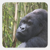 Lowland Gorilla Stickers (Vorderseite)