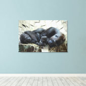 Lowland Gorillas Napping Leinwanddruck (Insitu (Holzboden))