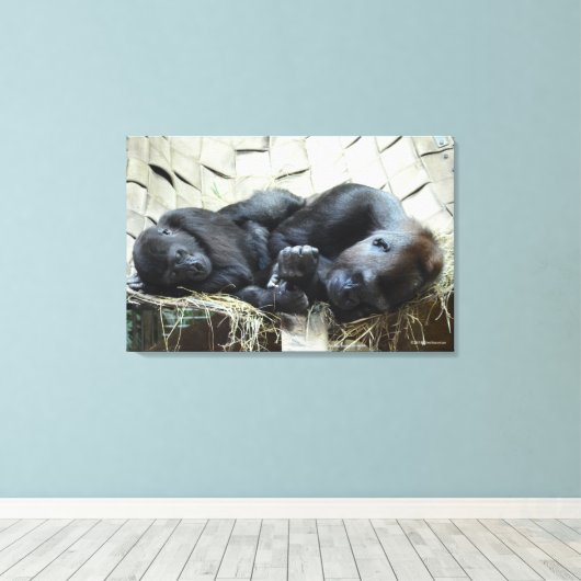 Lowland Gorillas Napping Leinwanddruck (Insitu (Holzboden))