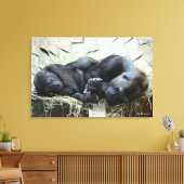 Lowland Gorillas Napping Leinwanddruck (Insitu (Wohnzimmer))