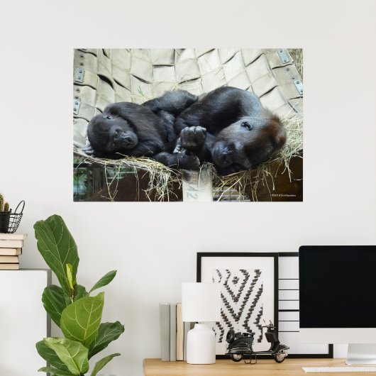 Lowland Gorillas Napping Poster (Heimbüro)