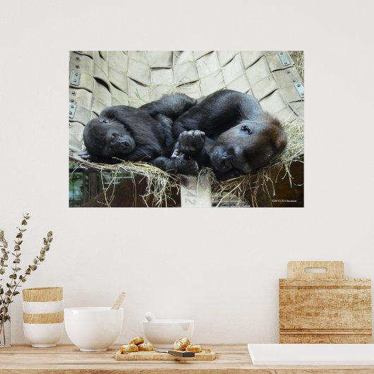 Lowland Gorillas Napping Poster (Küche)