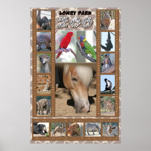 Lowry Park Zoo Poster (Vorne)