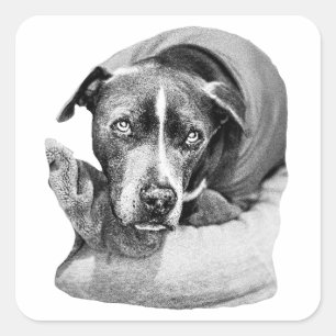 Loyal Autumn Eyes Quadratischer Aufkleber