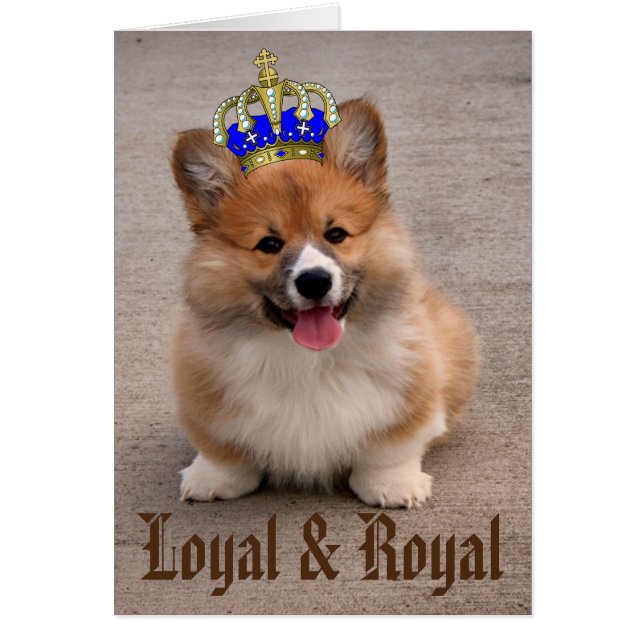 Loyal und Royal Corgi Puppy Foto (Vorne)