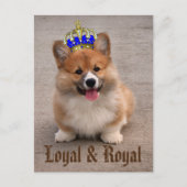 Loyal und Royal Corgi Puppy Postkarte (Vorderseite)
