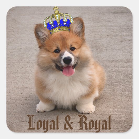 Loyal und Royal Corgi Puppy Quadratischer Aufkleber (Vorderseite)