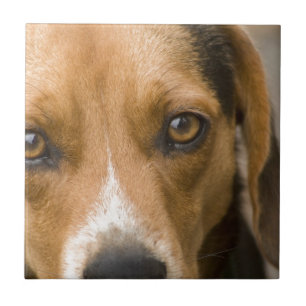 Loyaler Beagle-Jagdhund-Jagd-Hund Fliese