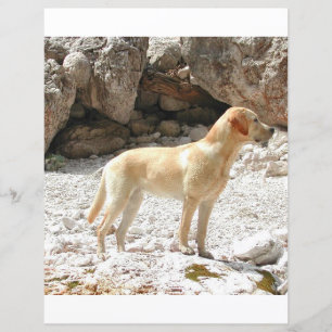 LR gelbe Labrador voll