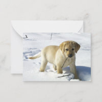 LR gelbe Labrador Welpe im Schnee