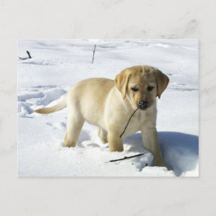 LR gelbe Labrador Welpe im Schnee Postkarte