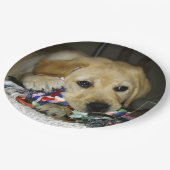 LR gelbe Labrador Welpe mit Spielzeug Pappteller (Schrägansicht)