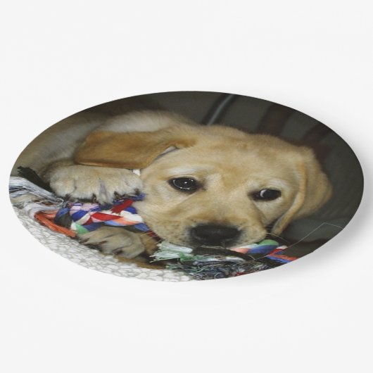 LR gelbe Labrador Welpe mit Spielzeug Pappteller (Schrägansicht)