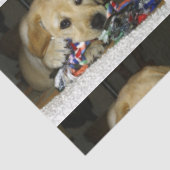 LR gelbe Labrador Welpe mit Spielzeug Seidenpapier (Ausschnitt)