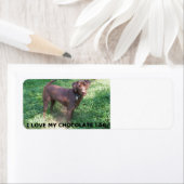 LR Schokolade Labrador Liebe mit Bild (Insitu)