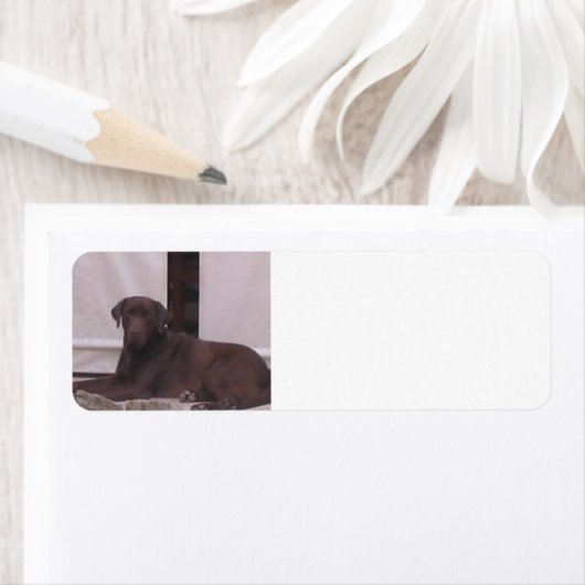 LR Schokoladenlegen Labrador (Insitu)