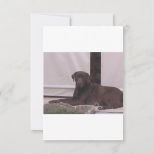 LR Schokoladenlegen Labrador Dankeskarte