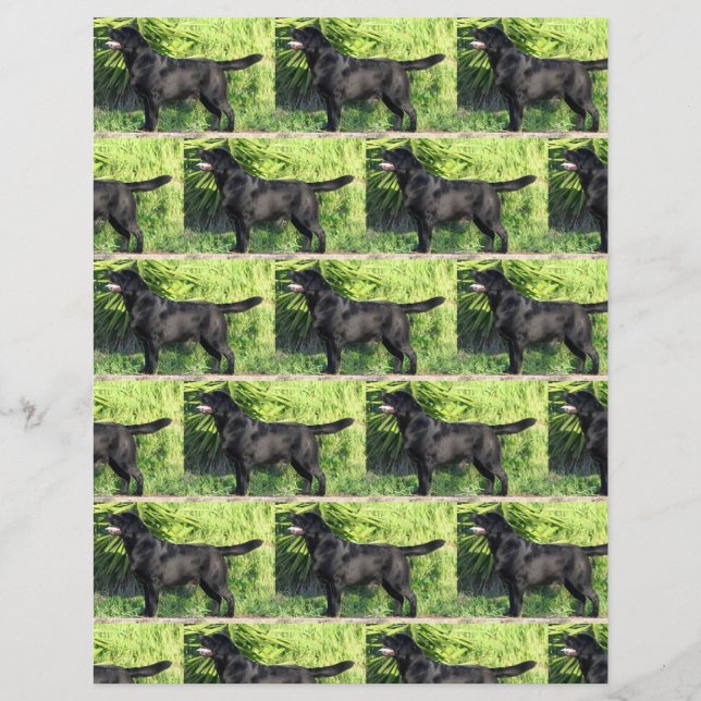 LR schwarzes Labor (Vorderseite)