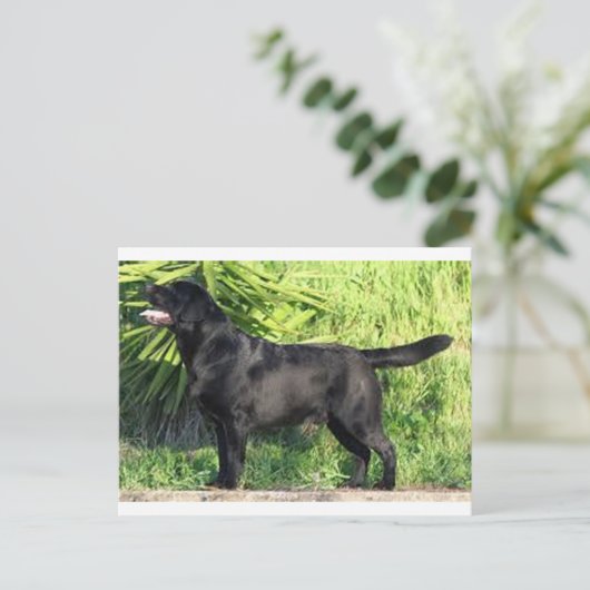 LR schwarzes Labor Postkarte (Stehend Vorderseite)