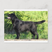 LR schwarzes Labor Postkarte (Vorderseite)