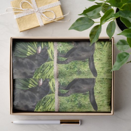 LR schwarzes Labor Seidenpapier (Geschenk)