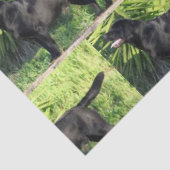 LR schwarzes Labor Seidenpapier (Ausschnitt)