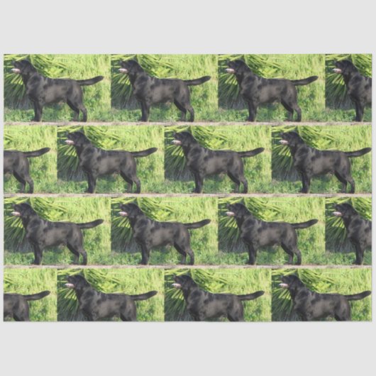 LR schwarzes Labor Seidenpapier (Vorderseite)