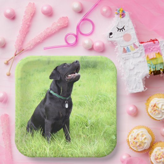 LR schwarzes Labor sitzend Pappteller (Party)